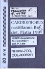 Etiketten zu Cardiophorus castillanus (Buysson, 1902) (NHMW-ZOO-COL-0006991)